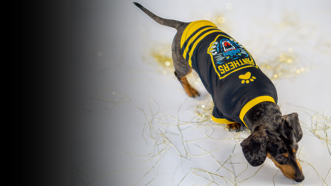 New Panthers Gear for Your Four-Legged Fan 🐾
