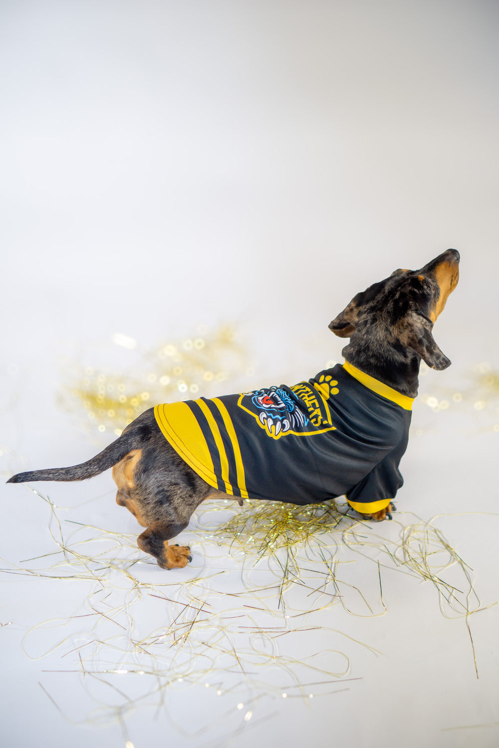 A dachshund models the Panthersland Nottingham Panthers Dog Jersey, sporting its black and yellow sports design with a striking tiger logo, while standing on a white surface adorned with shiny gold tinsel—perfect for displaying team pride with both style and comfort.