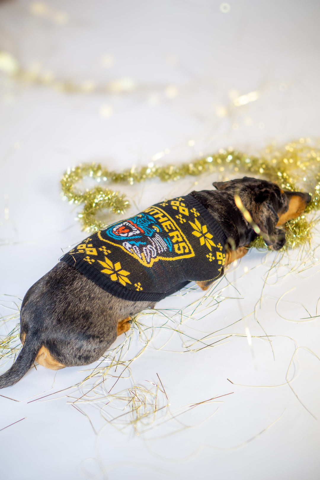 A dachshund wearing the Panthersland Nottingham Panthers Dog Jumper lies on a white floor surrounded by gold tinsel, proudly showing true team spirit.
