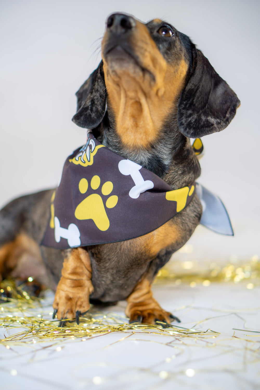 A dachshund sits on a white floor with gold tinsel, looking upward while wearing the Panthersland Nottingham Panthers Dog Bandana, featuring yellow paw prints and white bone designs on black.